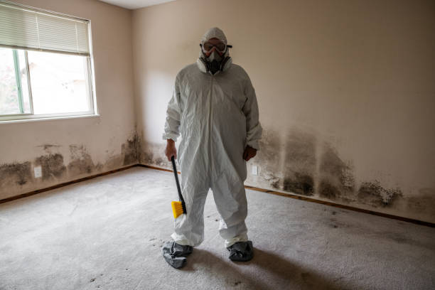 Best Industrial Mold Remediation in Dixon, MO