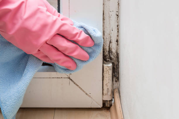 Best White Mold Remediation in Dixon, MO
